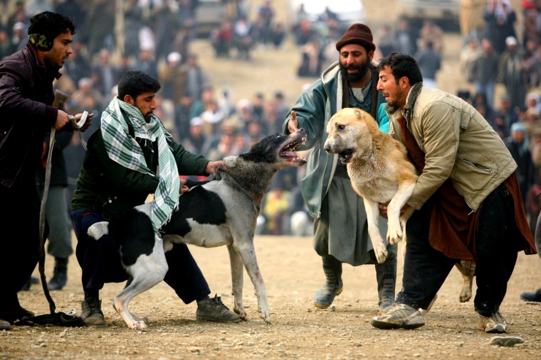 Image: Afghan Dog Fighting Makes Resurgence After Taliban Rule